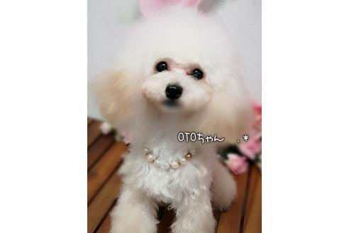 販売中のトイプードルの親犬